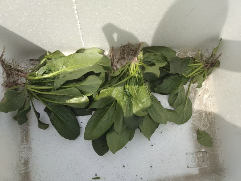 河北大叶菠菜对接全国价格美丽质量好走货快价格优惠欢迎采购
