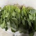 河北大叶菠菜对接全国价格美丽质量好走货快价格优惠欢迎采购