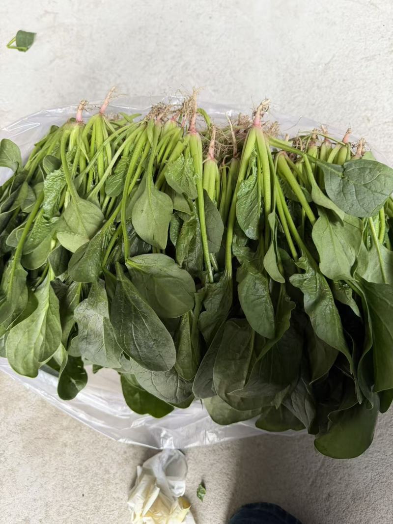 河北大叶菠菜对接全国价格美丽质量好走货快价格优惠欢迎采购
