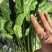 河北大叶菠菜对接全国价格美丽质量好走货快价格优惠欢迎采购