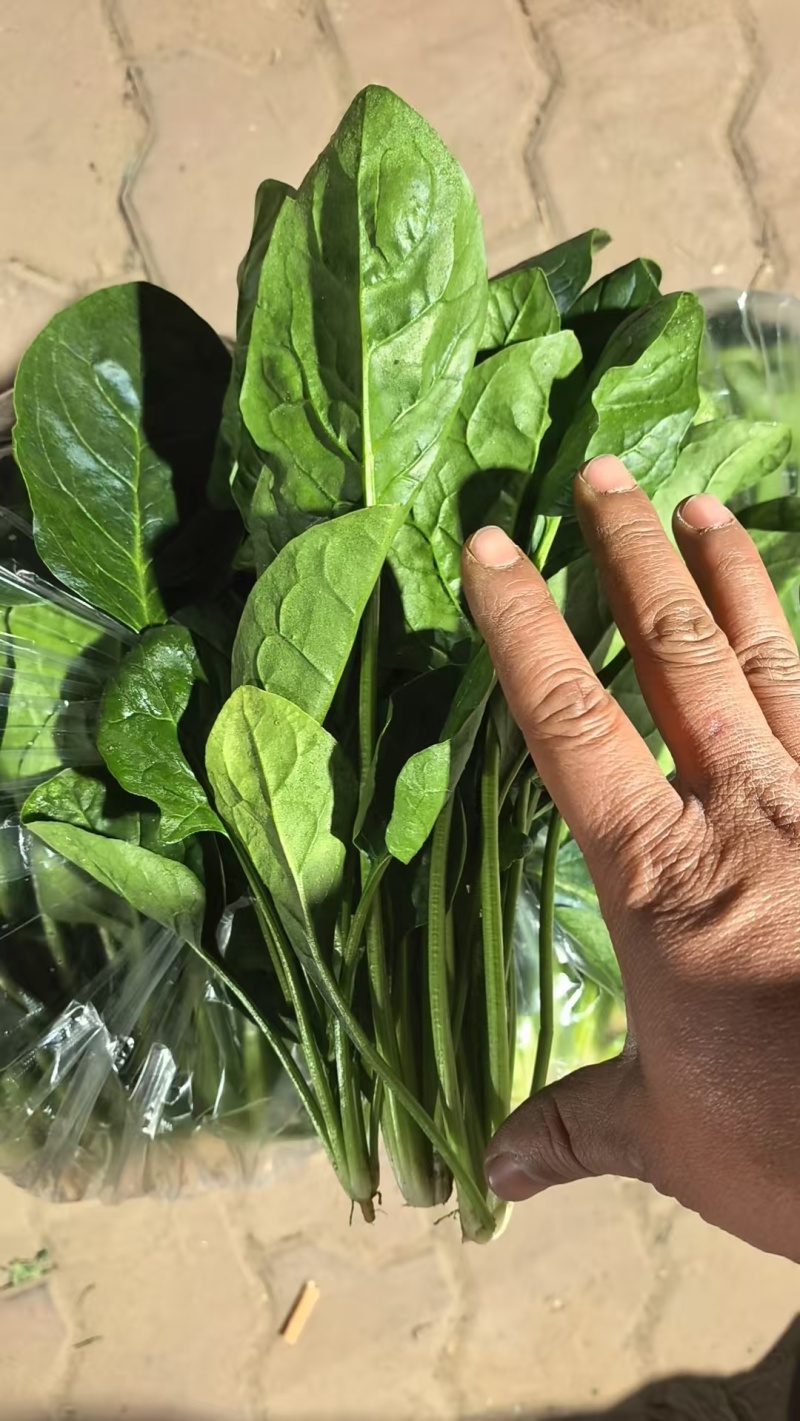 河北大叶菠菜对接全国价格美丽质量好走货快价格优惠欢迎采购