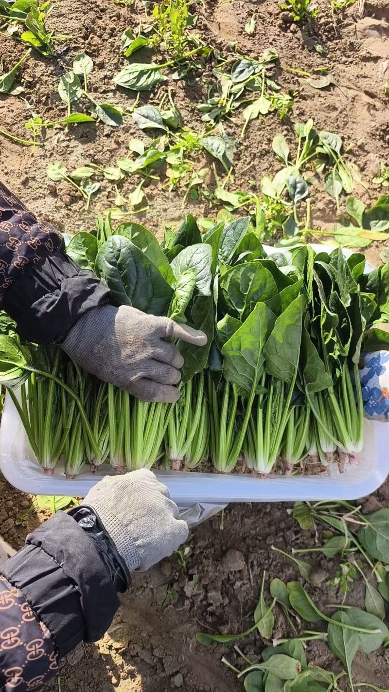 河北大叶菠菜对接全国价格美丽质量好走货快价格优惠欢迎采购