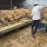 梅花鹿种公鹿成年大公鹿纯种梅花鹿养殖基地鹿茸采割