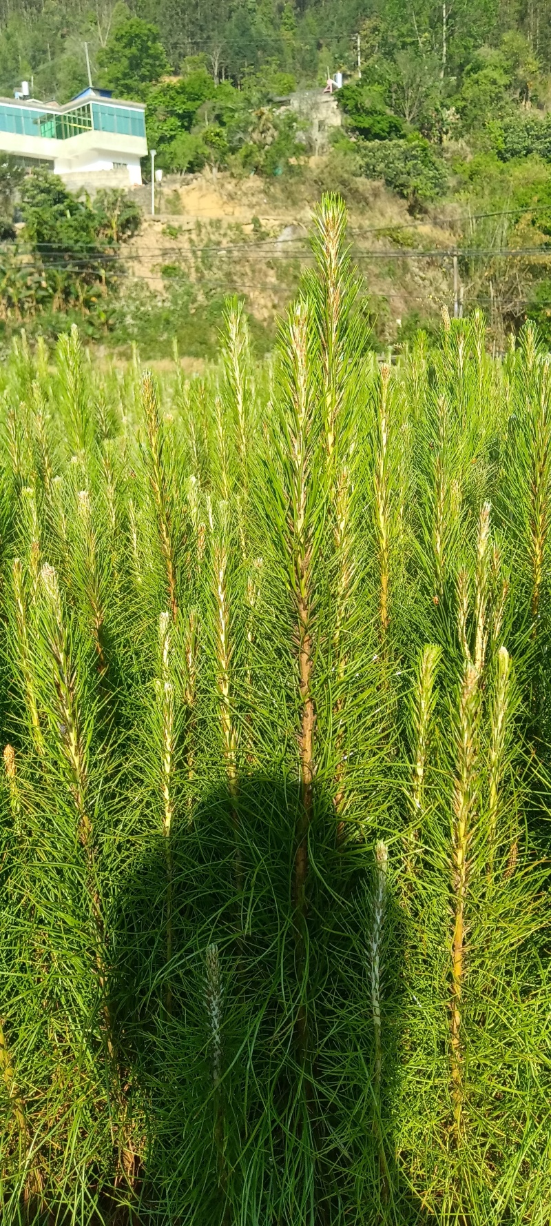 湿地松苗大量上市，一手货源，产地直发，诚信经营，价格美丽