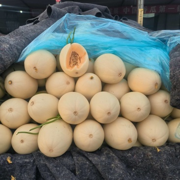聊城东方蜜甜瓜大量上市，量大从优，产地直供欢迎采购