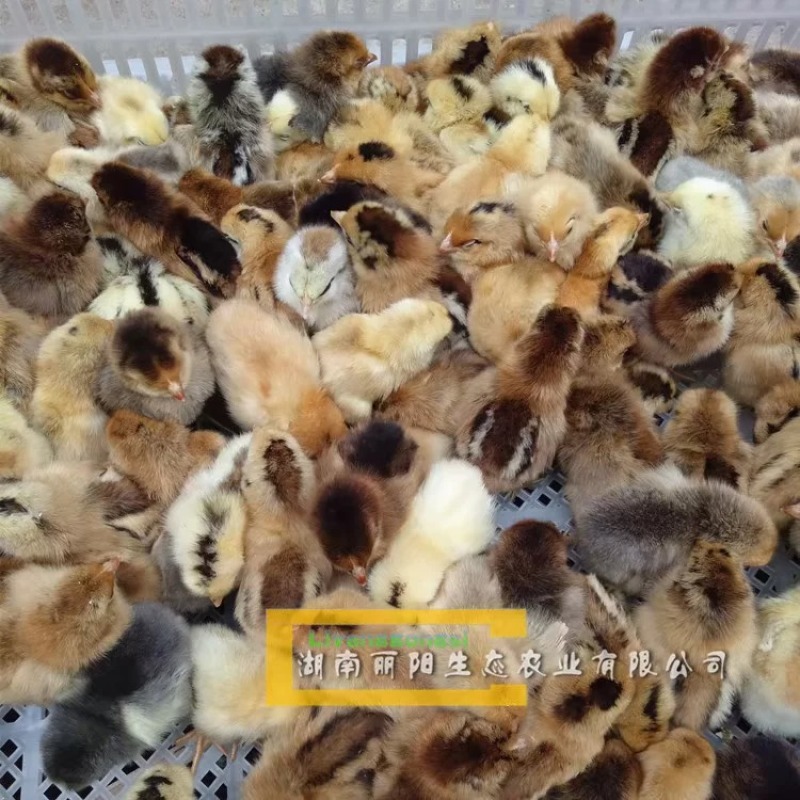 麻羽绿壳蛋鸡苗/高产绿壳蛋蛋鸡幼苗/蛋鸡活体/厂里直供