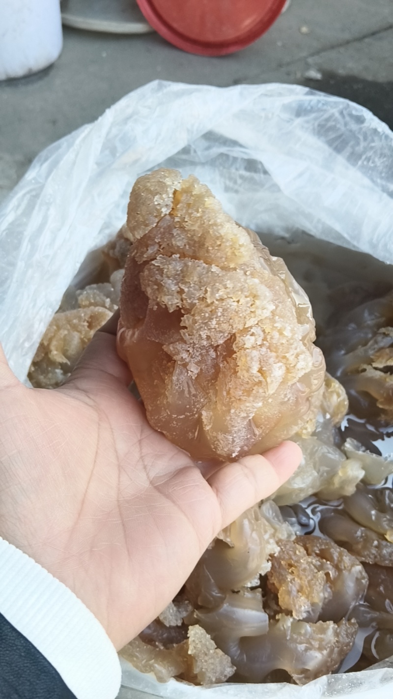 精品海蜇印尼头，大量供应，可视频看货，欢迎来电