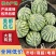 河南西瓜/美都西瓜/有籽美都/自家种植/欢迎采购商来电