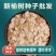 新榆树种子批发白榆树籽可作榆树墙发芽率高