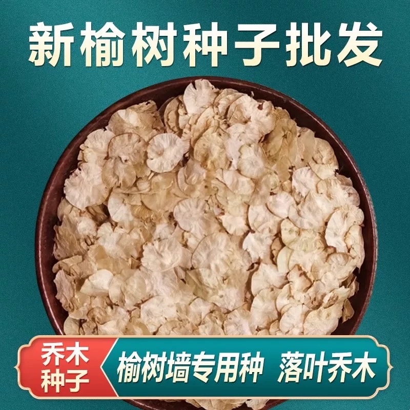 新榆树种子批发白榆树籽可作榆树墙发芽率高