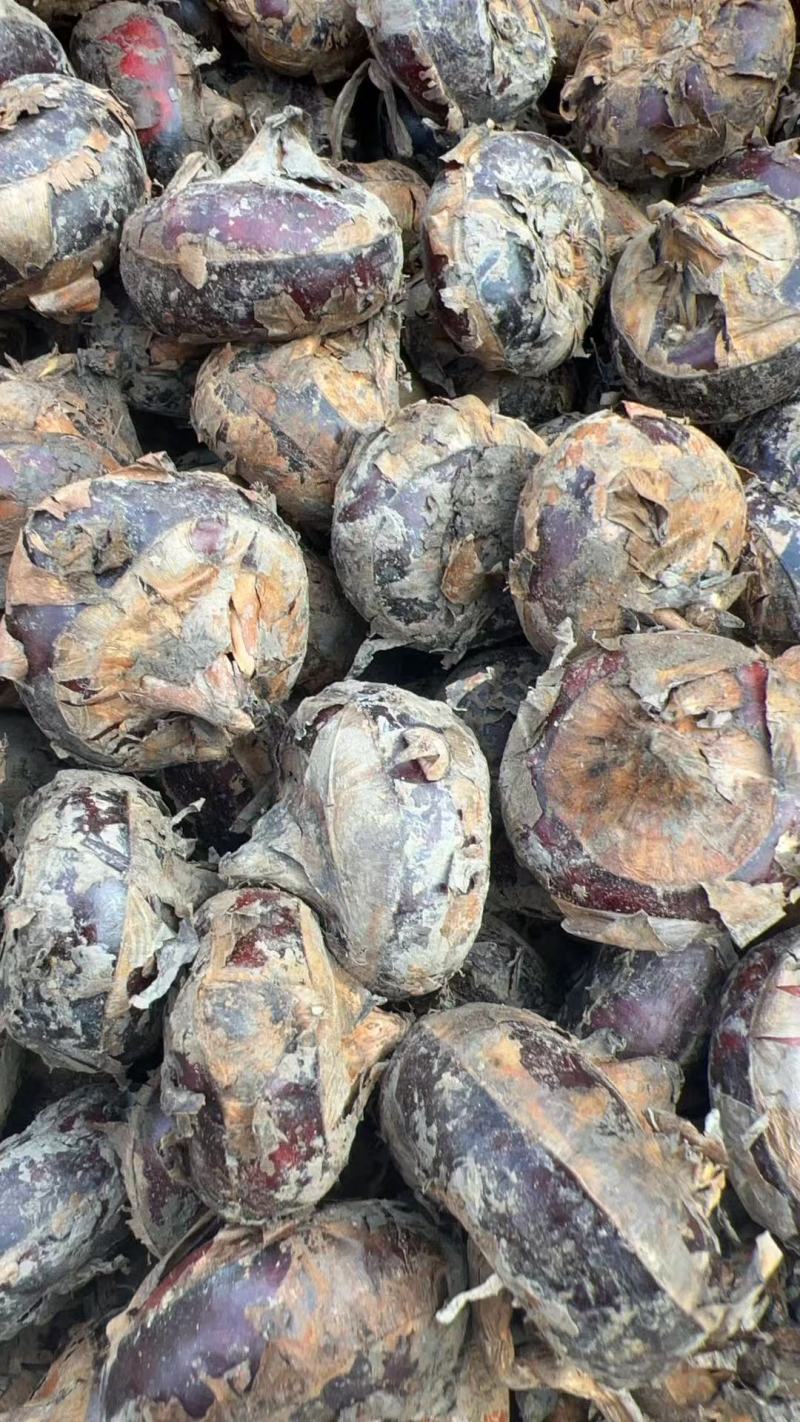 【热卖】安徽新鲜荸荠水洗过筛大马蹄产地直供量大从优