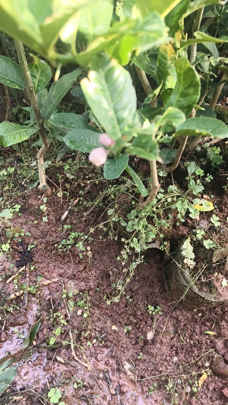 高产川佛手苗
