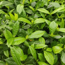 黄栀子杯苗广西钦州灵山记的直供一手货源欢迎实地考察