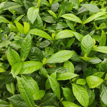 黄栀子杯苗广西钦州灵山记的直供一手货源欢迎实地考察