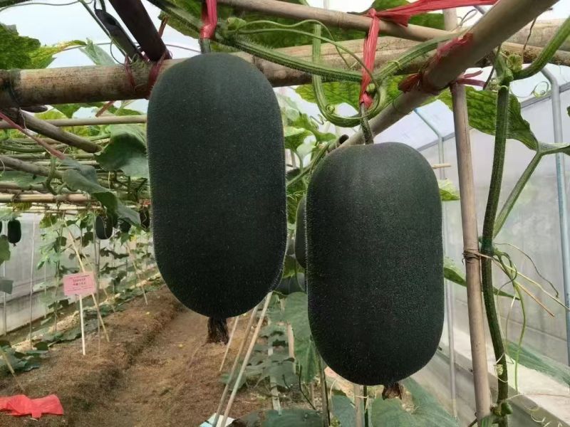 可以生食的迷你型冬瓜种子新品种绿肉脆爽果型优美