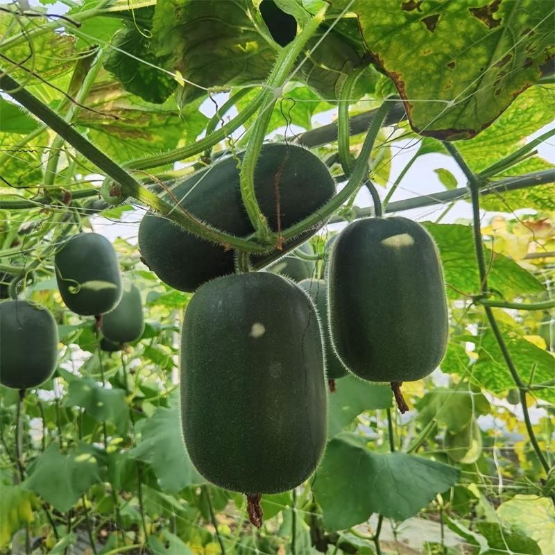 可以生食的迷你型冬瓜种子新品种绿肉脆爽果型优美
