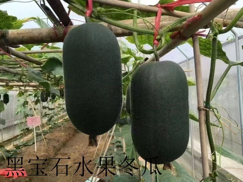 可以生食的迷你型冬瓜种子新品种绿肉脆爽果型优美