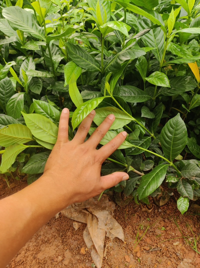 黄栀子杯苗广西钦州灵山记的直供一手货源欢迎实地考察