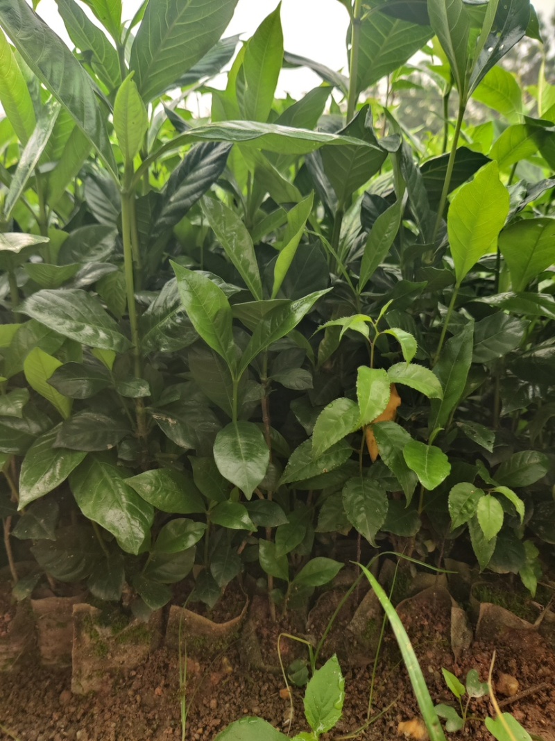 黄栀子杯苗广西钦州灵山记的直供一手货源欢迎实地考察