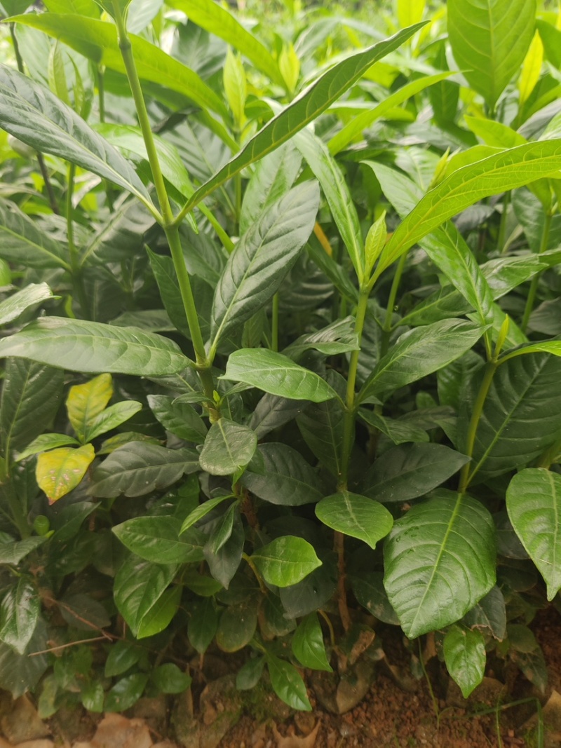 黄栀子杯苗广西钦州灵山记的直供一手货源欢迎实地考察