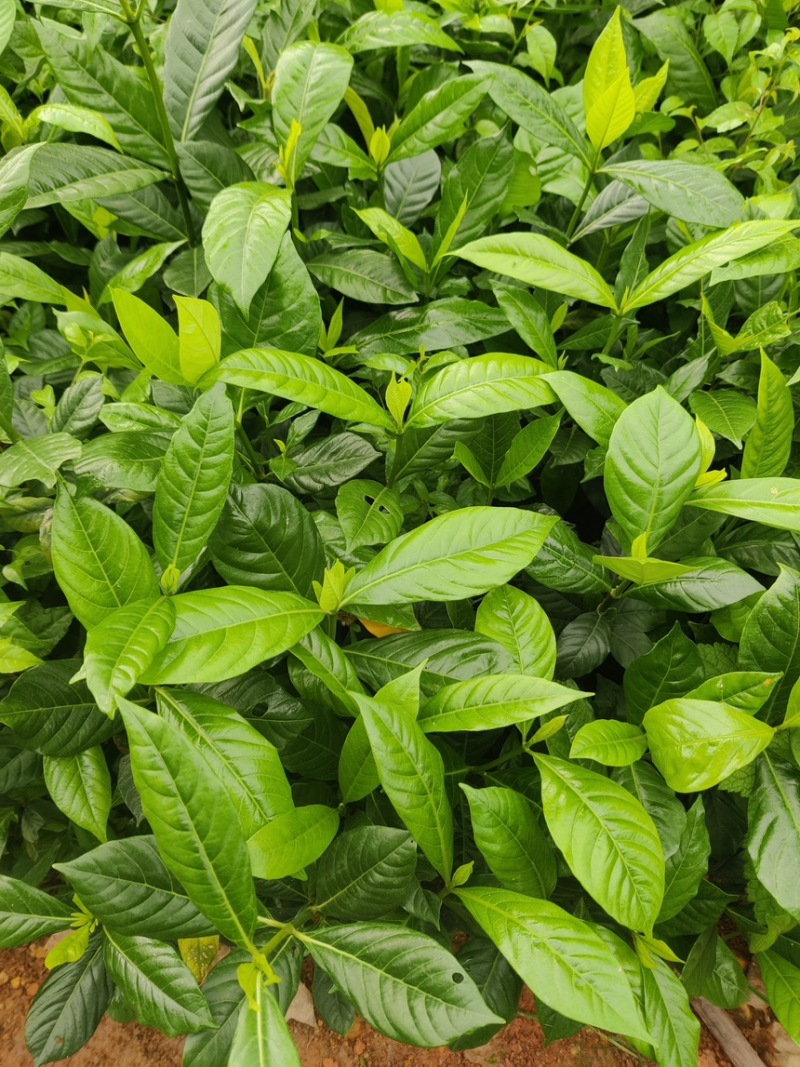 黄栀子杯苗广西钦州灵山记的直供一手货源欢迎实地考察