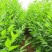 新榆树种子批发白榆树籽可作榆树墙发芽率高