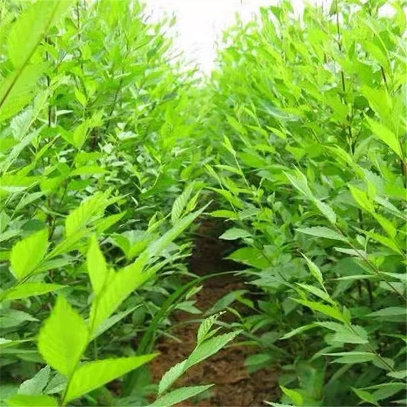 新榆树种子批发白榆树籽可作榆树墙发芽率高