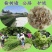 新榆树种子批发白榆树籽可作榆树墙发芽率高