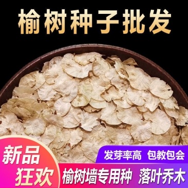 白榆种子批发榆树籽林木绿化专用金叶榆籽包发芽
