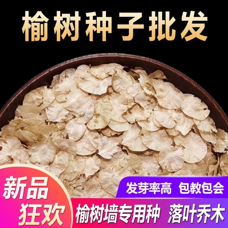 白榆种子批发榆树籽林木绿化专用金叶榆籽包发芽