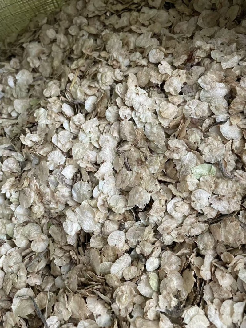 白榆种子批发榆树籽林木绿化专用金叶榆籽包发芽