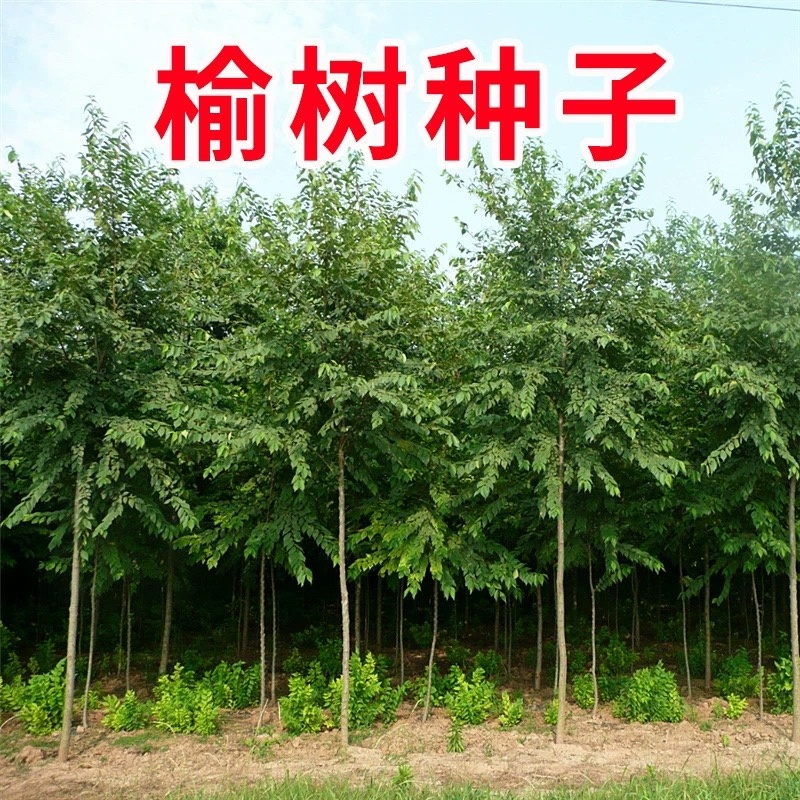 白榆种子批发榆树籽林木绿化专用金叶榆籽包发芽