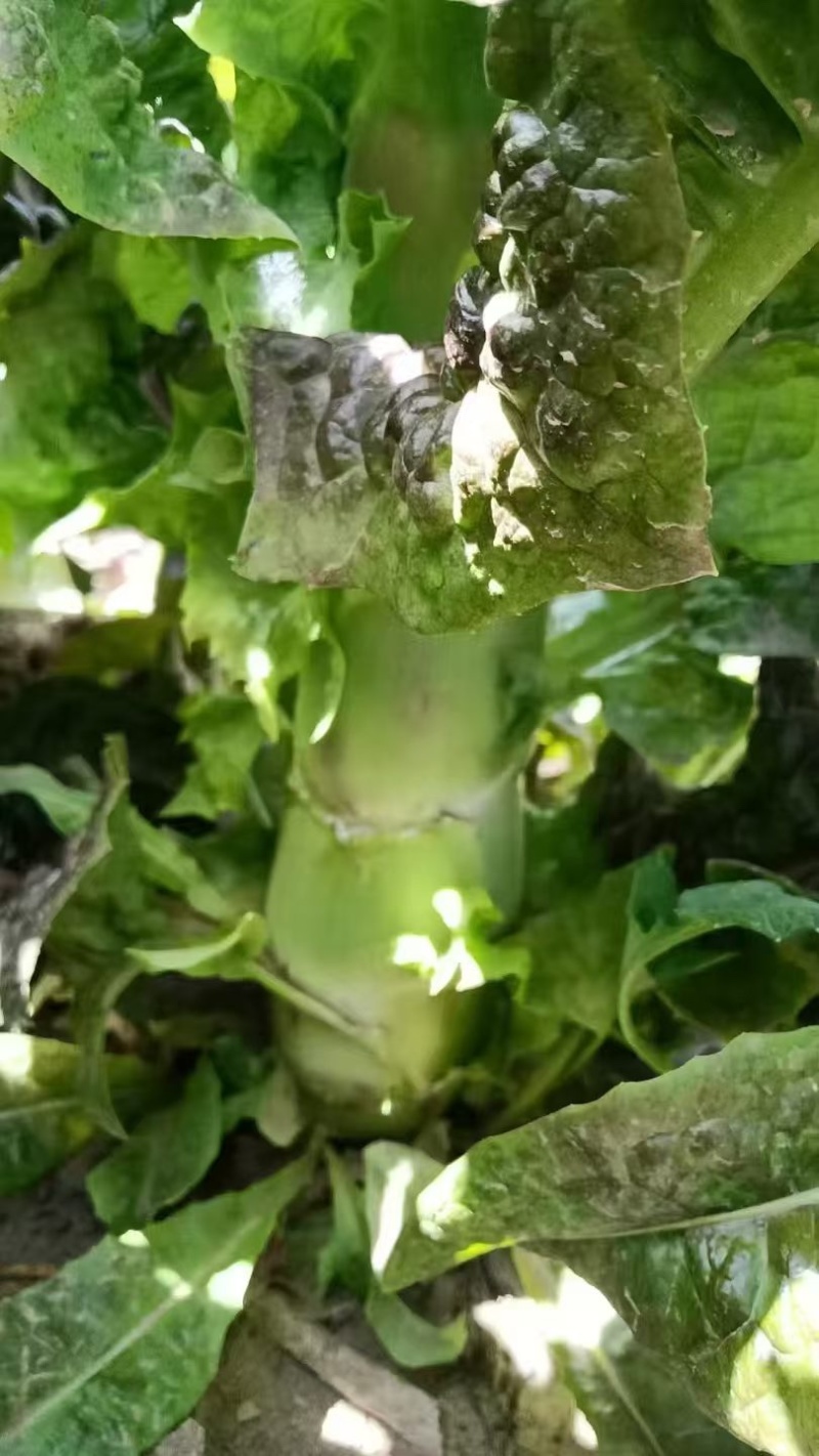 精品莴笋