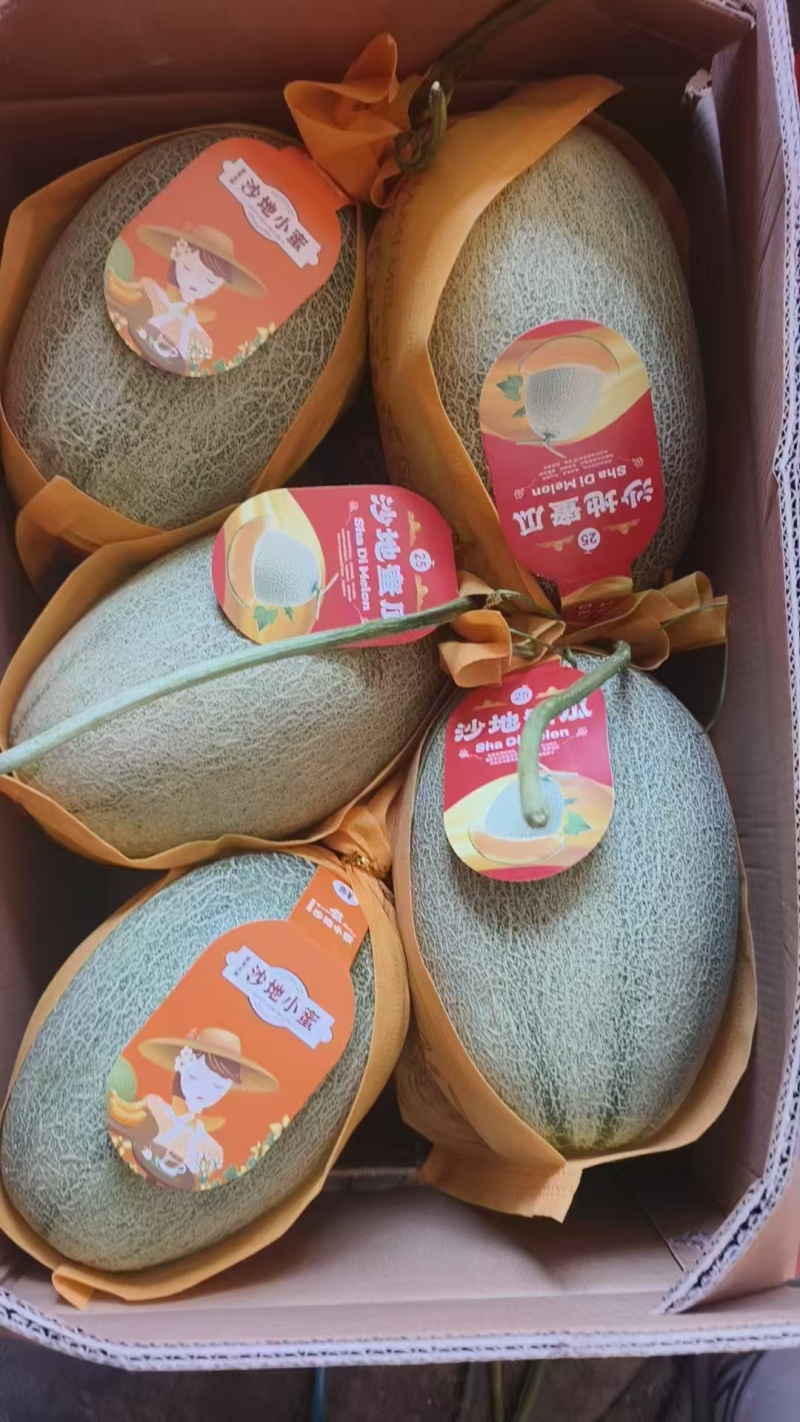 精品晓蜜25哈密瓜对接全国市场商超现摘先发小蜜25