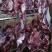 徐州黄公牛后腿肉，统货不分部位