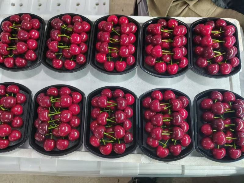 3J精品大樱桃，精品礼盒，现摘现发，视频看货