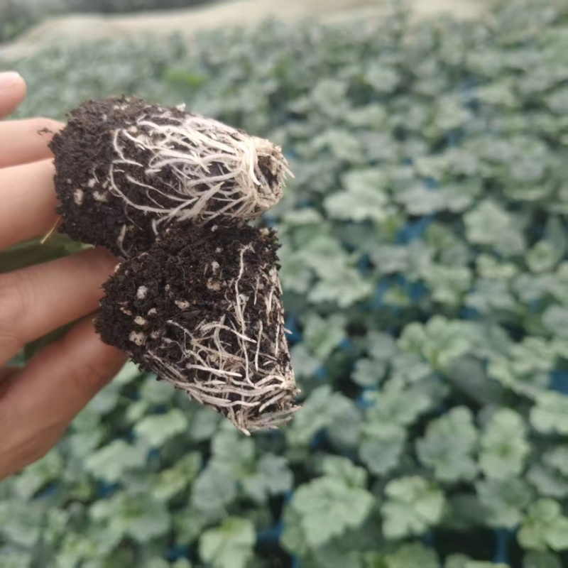 西瓜嫁接苗，长期供应各种品种西瓜嫁接苗，也预订