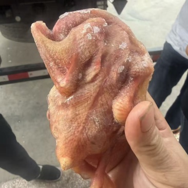 5-6两的鸽子