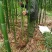 细叶乌头雷竹苗