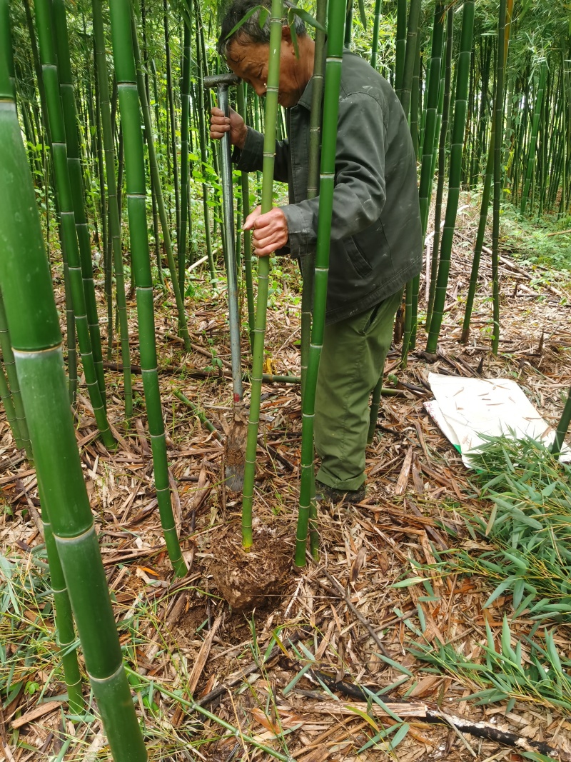 细叶乌头雷竹苗