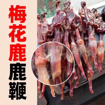 纯正梅花鹿鞭种鹿鞭批发，原毛原蛋保纯