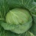四川产地春菜直发包菜莲花白鸡心白量大从优