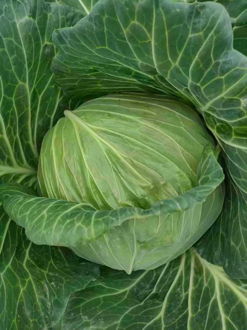 四川产地春菜直发包菜莲花白鸡心白量大从优