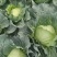 四川产地春菜直发包菜莲花白鸡心白量大从优