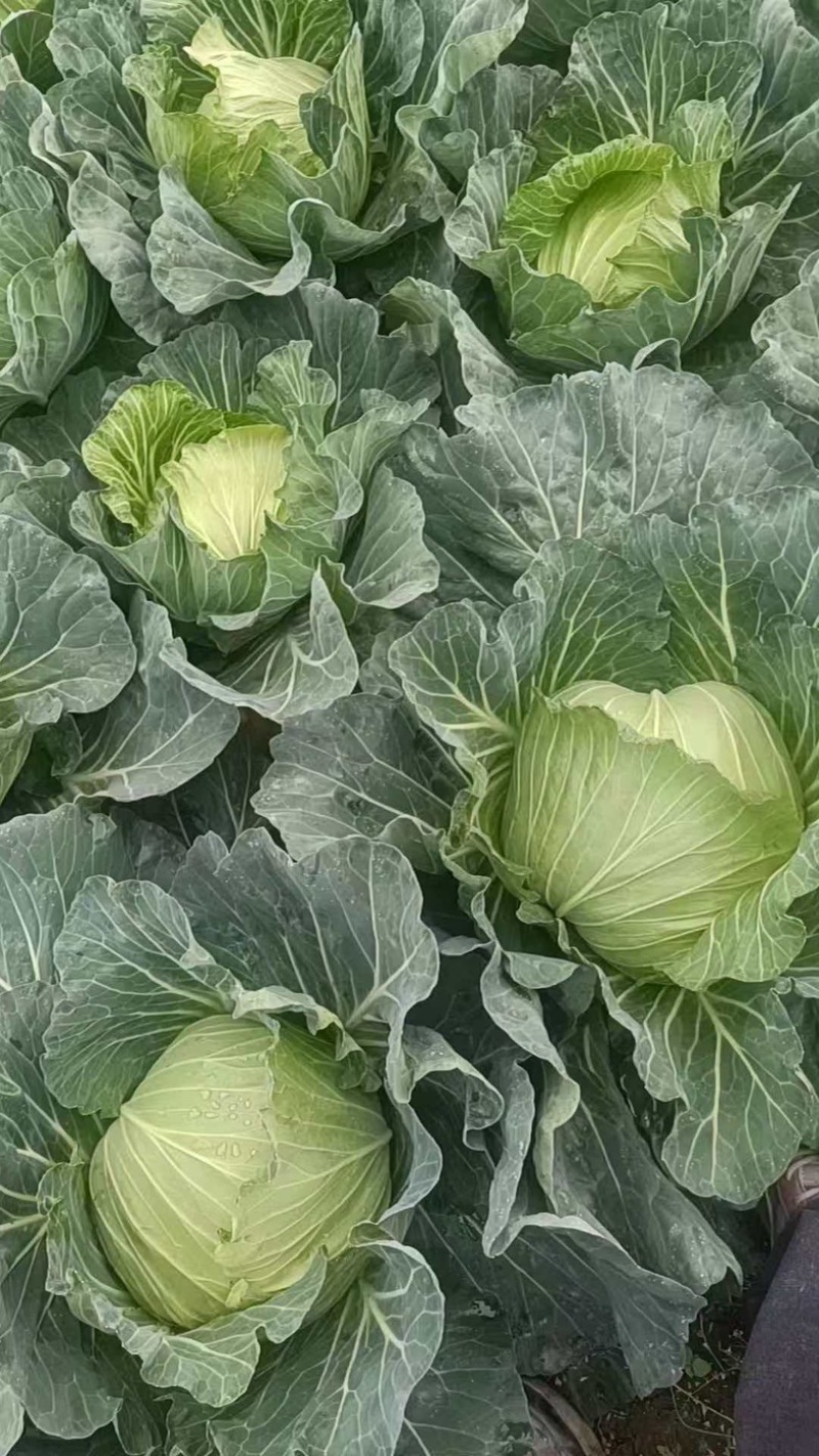 四川产地春菜直发包菜莲花白鸡心白量大从优