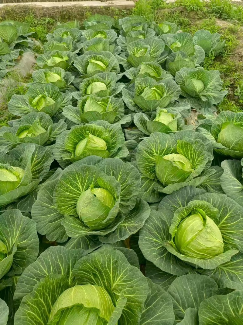 四川产地春菜直发包菜莲花白鸡心白量大从优