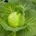 四川产地春菜直发包菜莲花白鸡心白量大从优