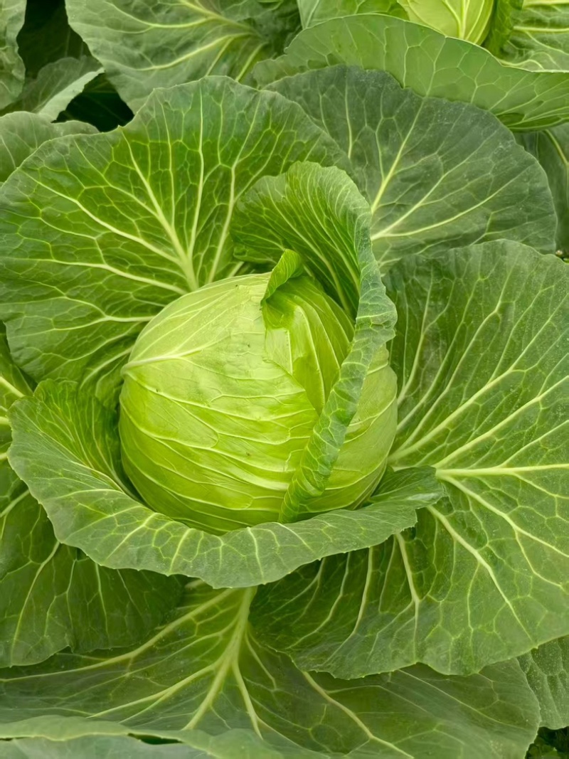 四川产地春菜直发包菜莲花白鸡心白量大从优
