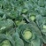 四川产地春菜直发包菜莲花白鸡心白量大从优