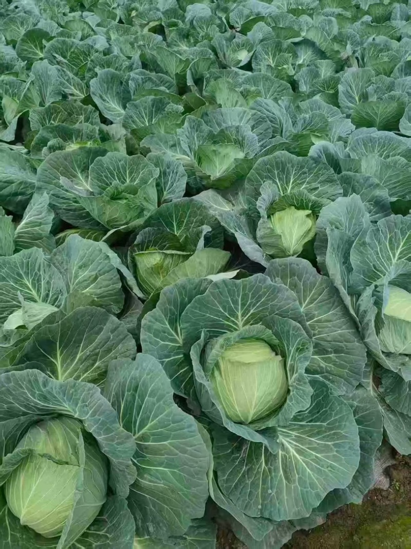 四川产地春菜直发包菜莲花白鸡心白量大从优